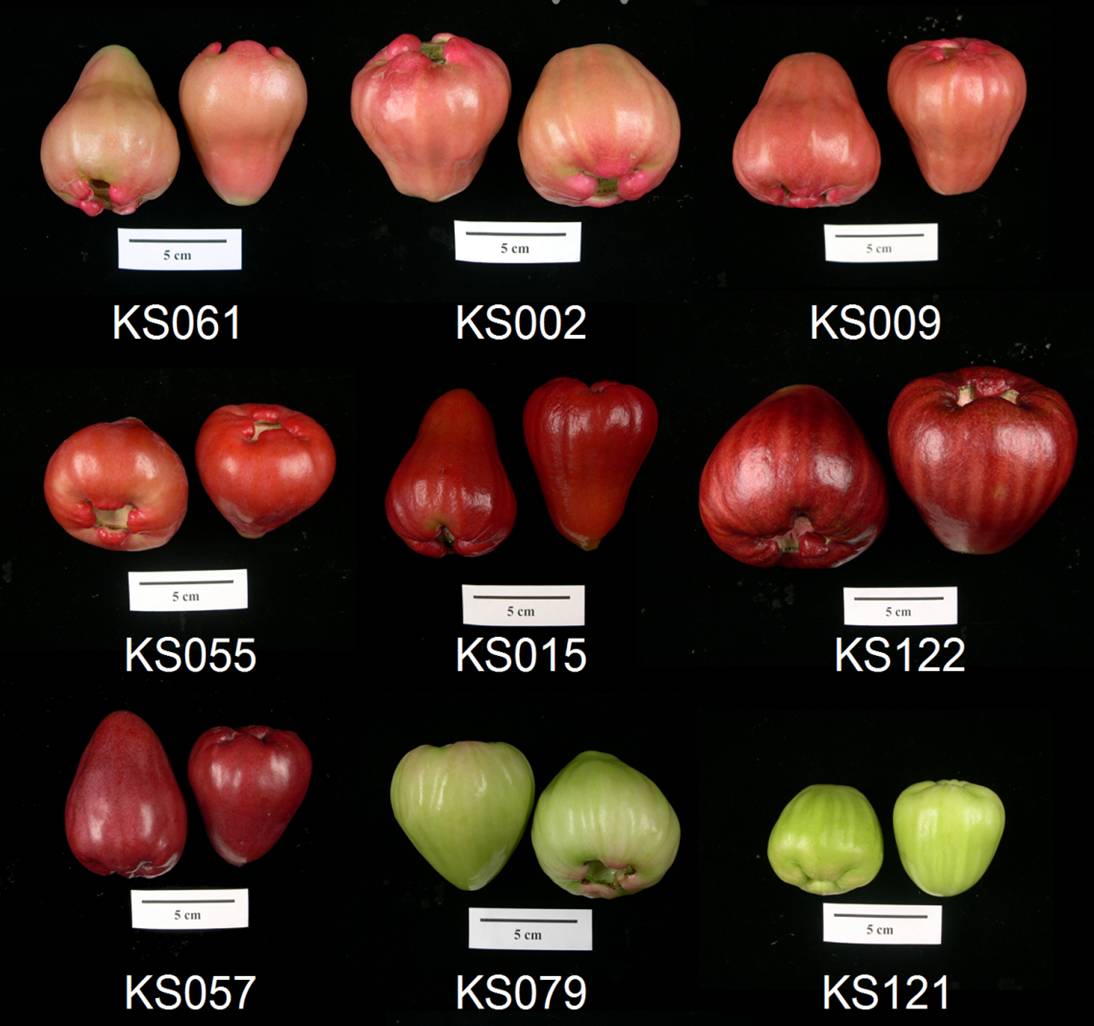 New_lines_of_wax_apples_with_a_wide_variety_of_bright_colors KS061 - KS121