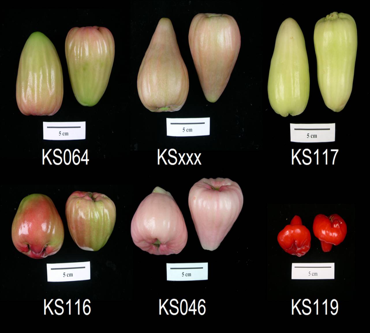 New_lines_of_wax_apples_with_a_wide_variety_of_bright_colors KS064 - KS119