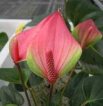 Anthurium Kaohsiung 2 Ruby