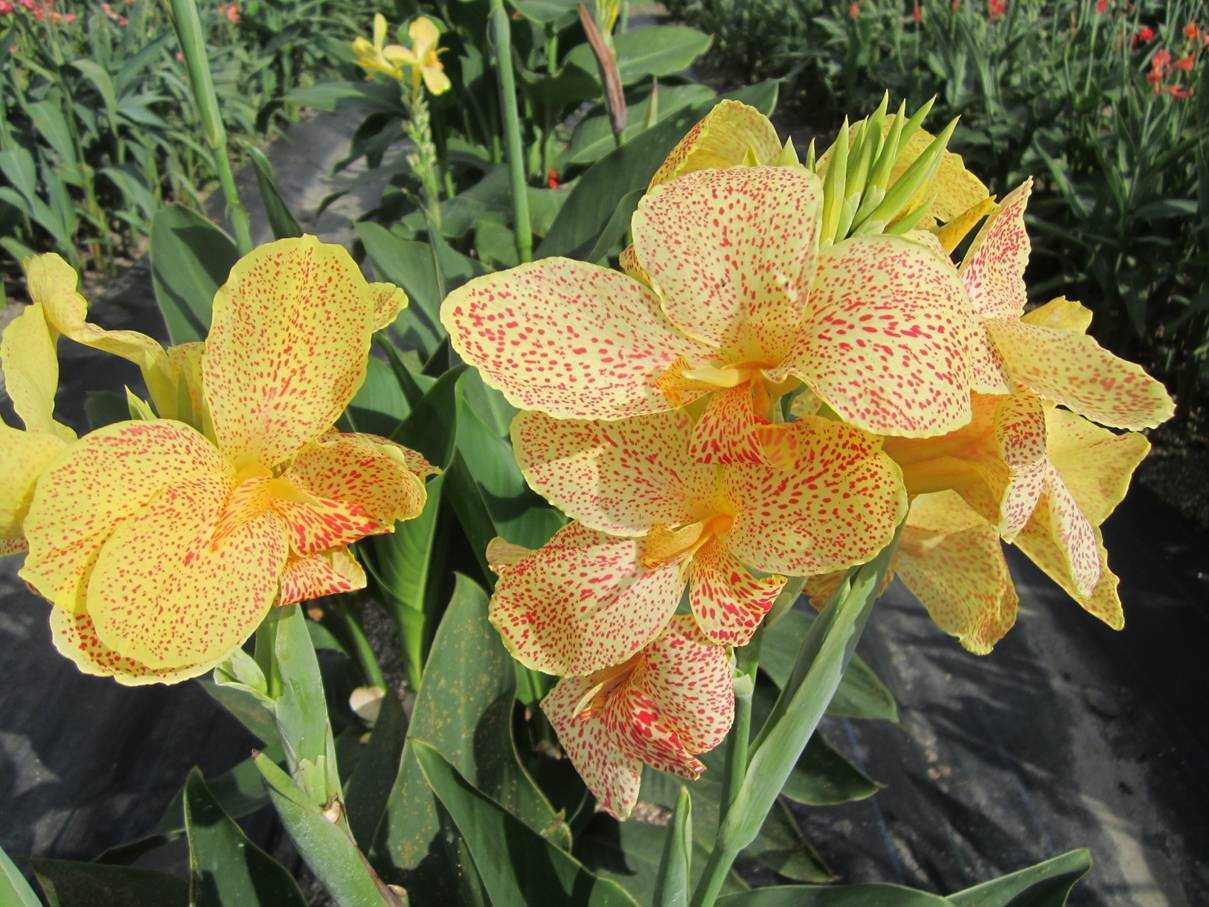 Canna hybrid progeny line