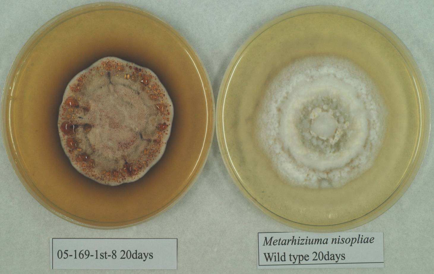 Melanin biosynthesis genes transferred into the entomopathogenic fungus  Beauveria bassiana