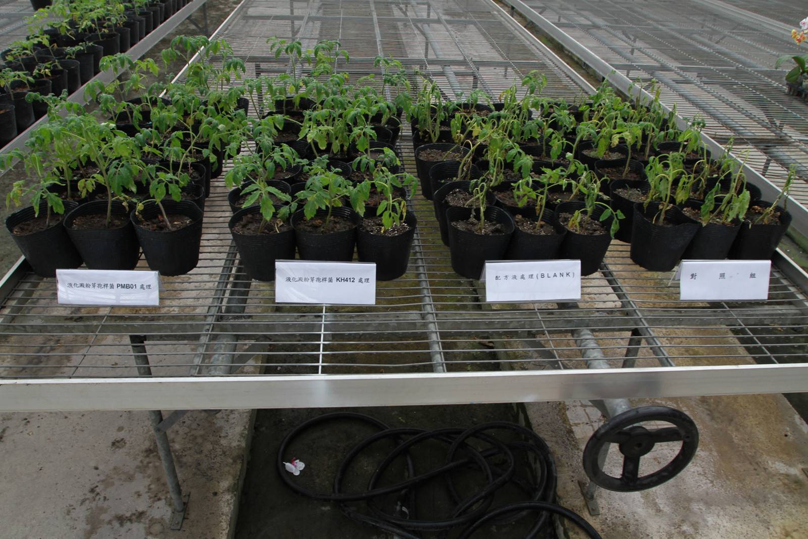The efficacy of Bacillus amyloliquefaciens for the control of bacterial wilt of tomato in the greenhouse. (left 1-2: treatment of B. amyloliquefaciens; right 1: control; right 2: blank)