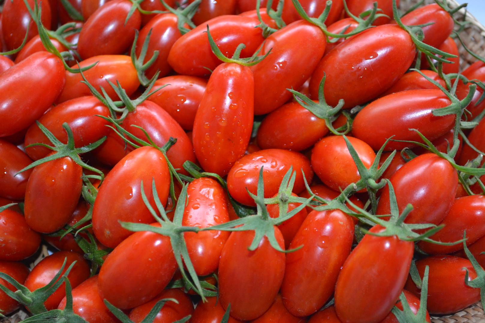 Application of carbonized rice husks improved the quality of tomato