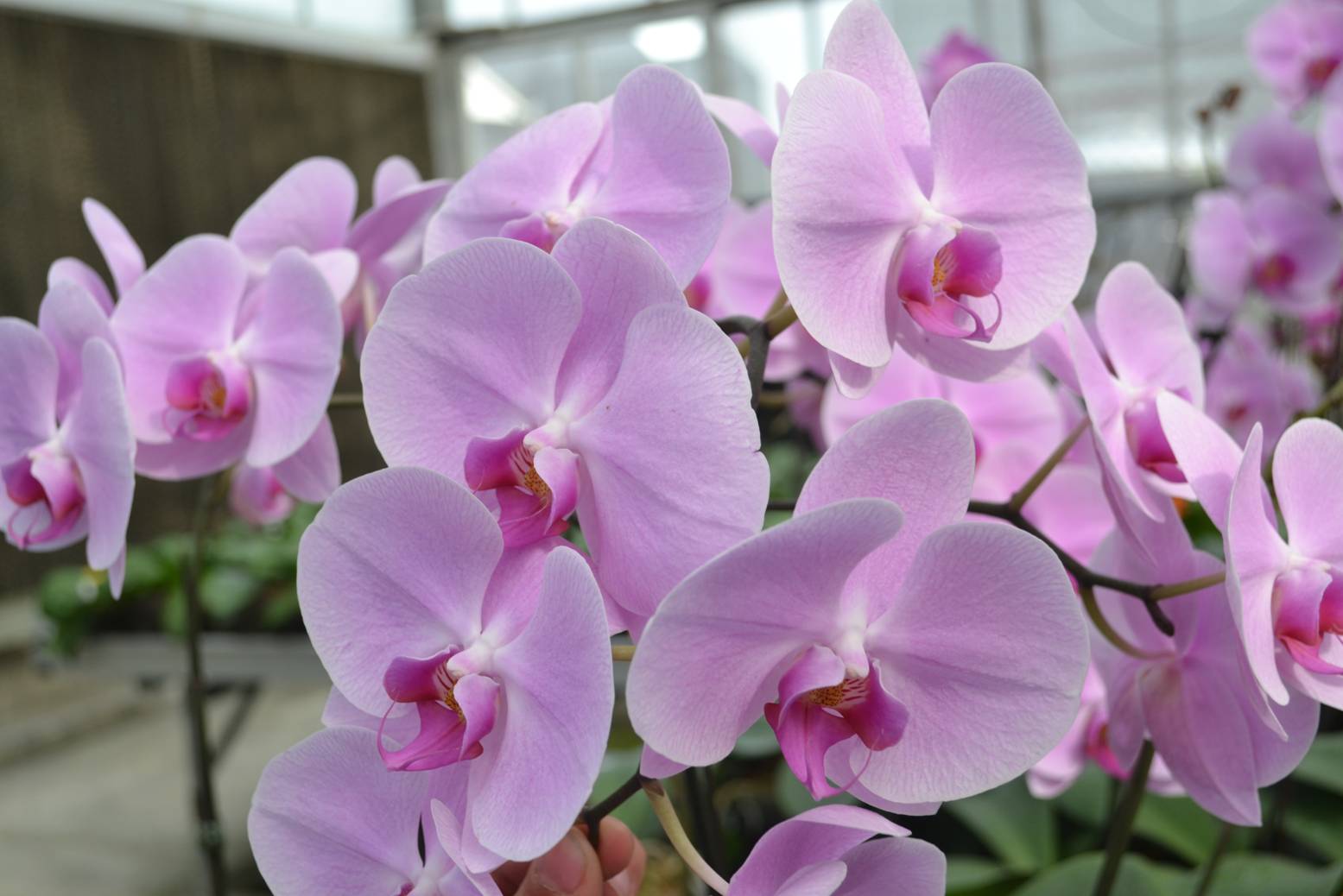 High quality orchids by using the rice straw based growing medium
