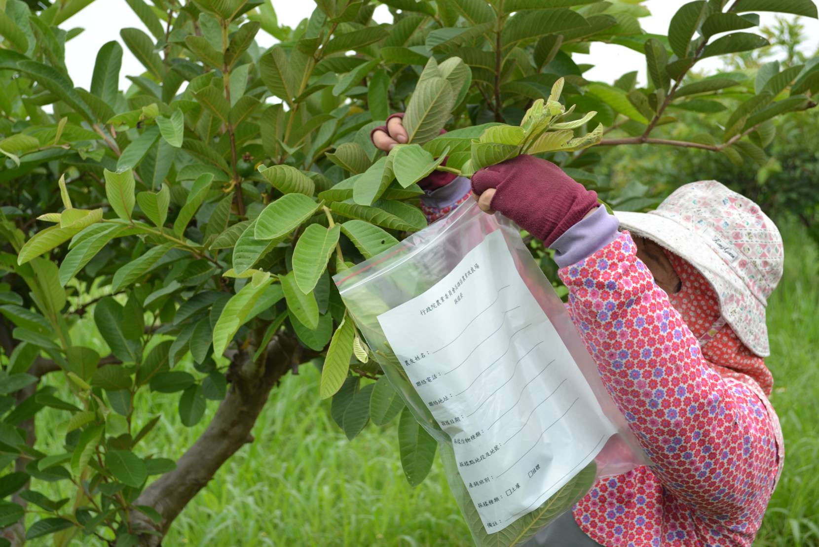 Sampling and analysis of leaves for fertilization management