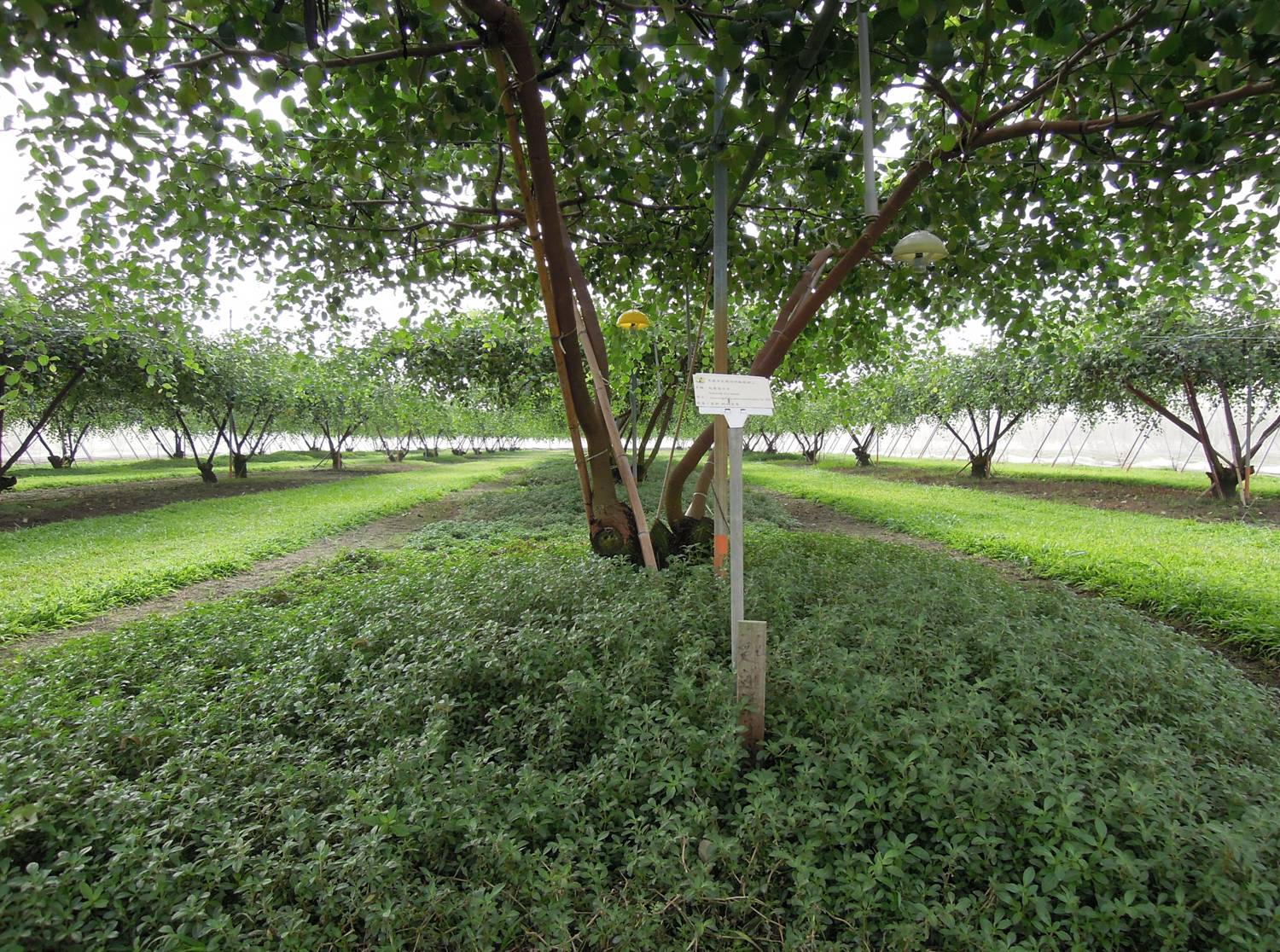 Single grass cultivation in jujube orchards