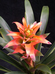 觀賞鳳梨主題館