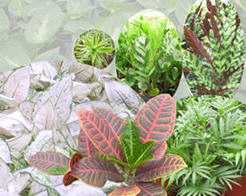 觀葉植物主題館