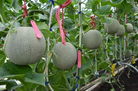 安全優質溫室洋香瓜