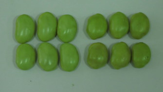 大豆新品種－高雄12號(左)鮮豆仁與高雄11號(右)比較