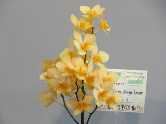 蝴蝶蘭與百代蘭屬間雜交後代，花朵呈現百代蘭的橘色基因；圖為「橘色戀人」。