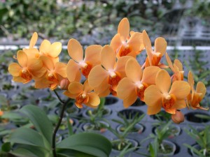 蝴蝶蘭與百代蘭屬間雜交後代，花朵表現百代蘭的橘色基因；圖為「橘色戀人」。