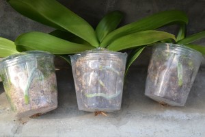 以大部分碎化稻稈取代水苔(圖中及右；圖左為全水苔)栽培蝴蝶蘭，根系生長旺盛。