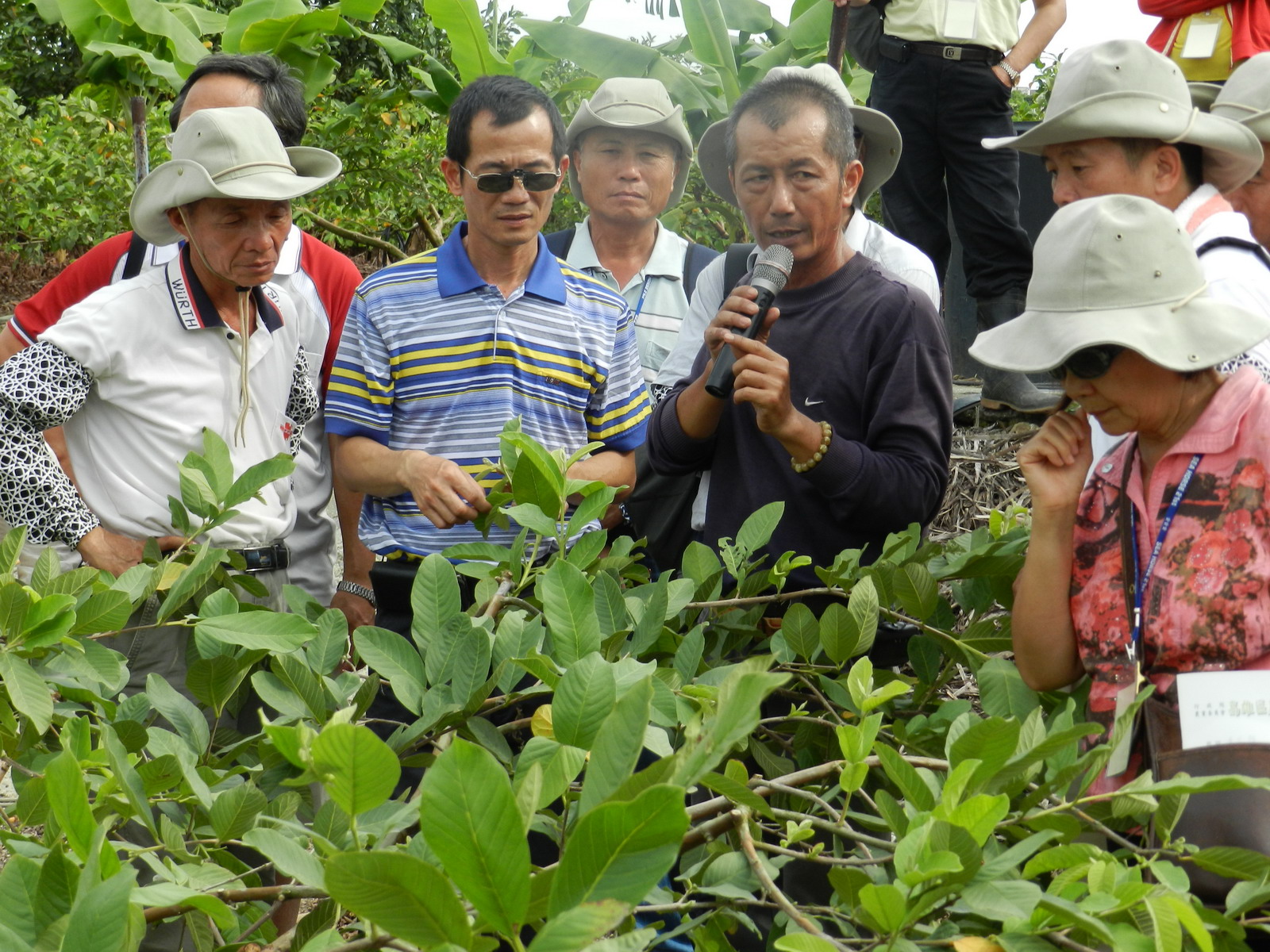 大社區劉建明班長說明番石榴留果位置