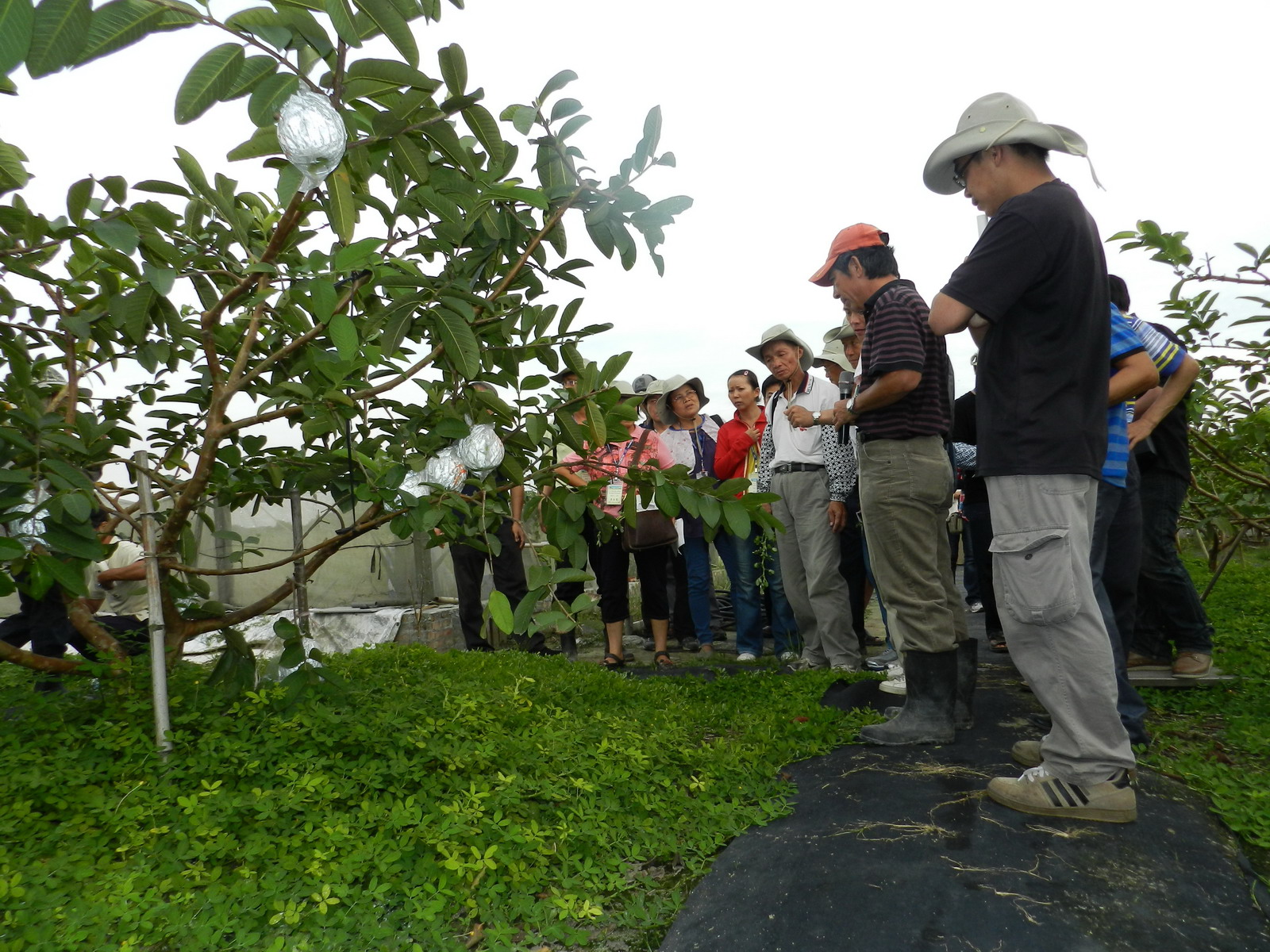 陳弘富園主介紹番石榴草生栽培情形 