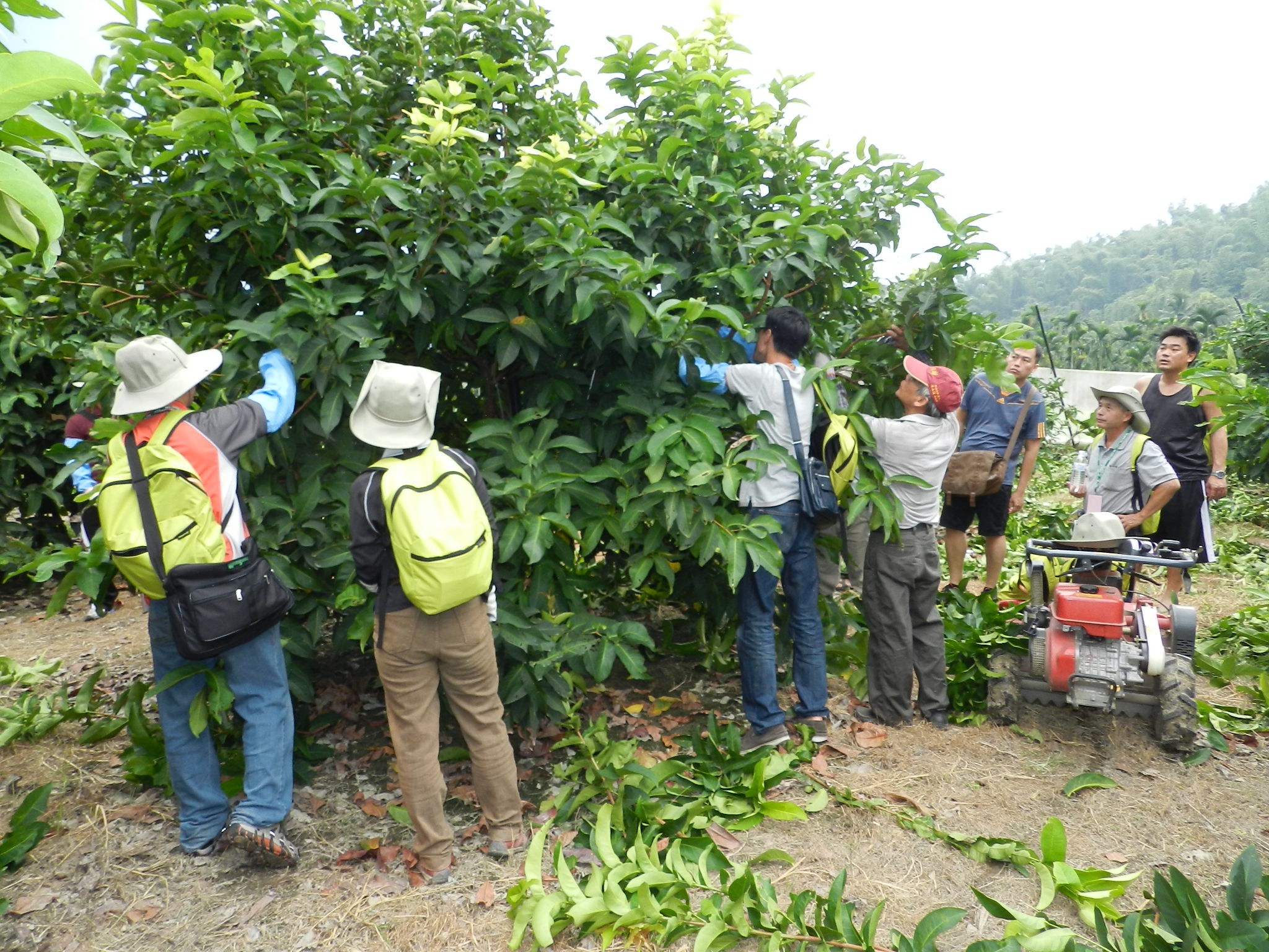 學員們在助教帶領下學習整枝修剪技術