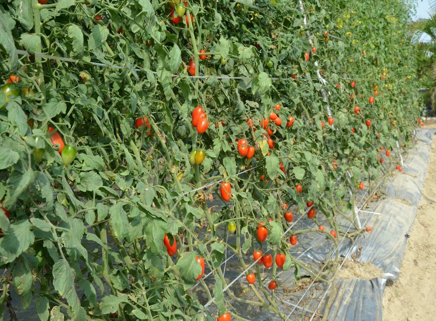 健康管理示範區的小果番茄轉色佳、果實重又高產。