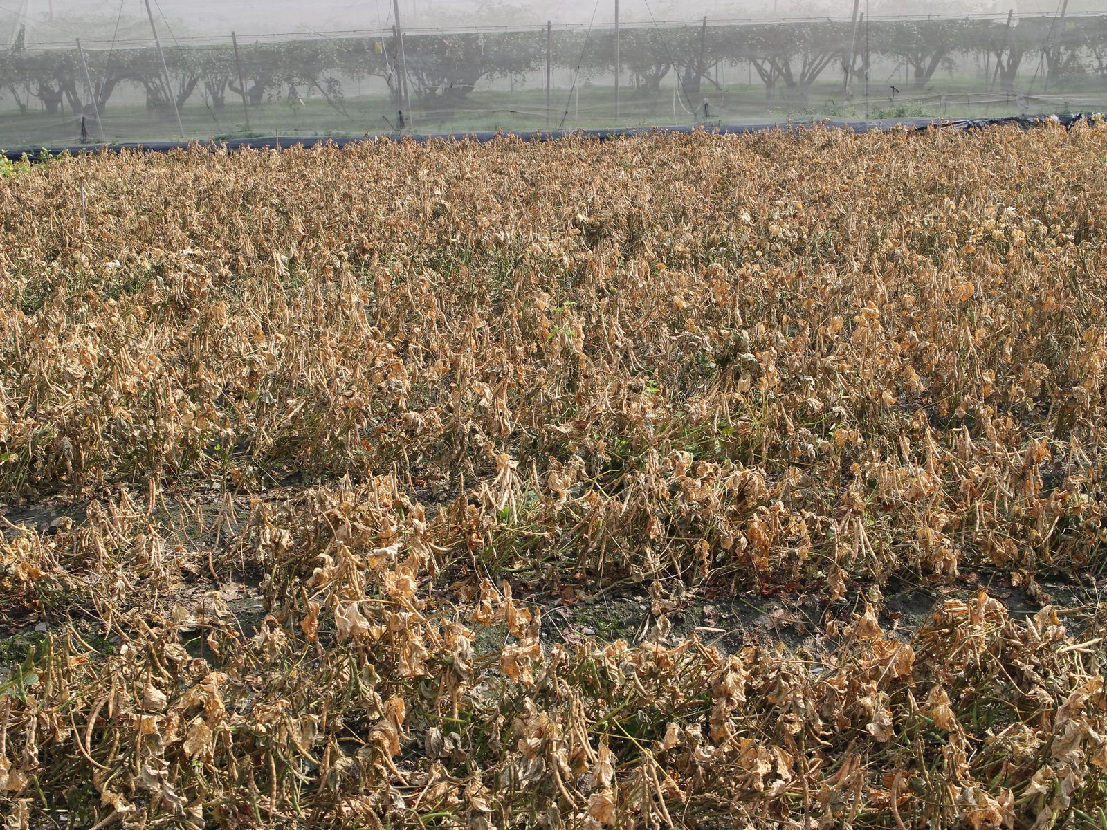 施用氯酸鈉80倍稀釋即可使紅豆植株在採收期達到快速乾燥的效果(施藥後5天)，效果與巴拉刈相當。