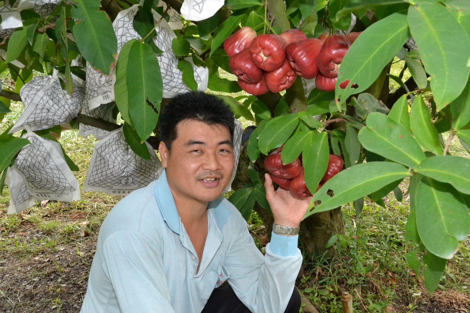 蓮霧優質管理果園評鑑冠軍-黃國洋農友(吳倩芳攝)