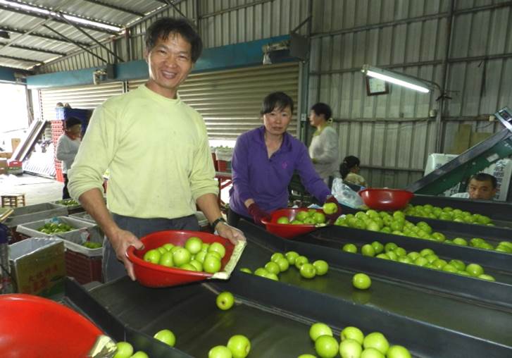蜜棗冠軍─蘇文財與賢妻盧慧文每日要處理數千斤蜜棗