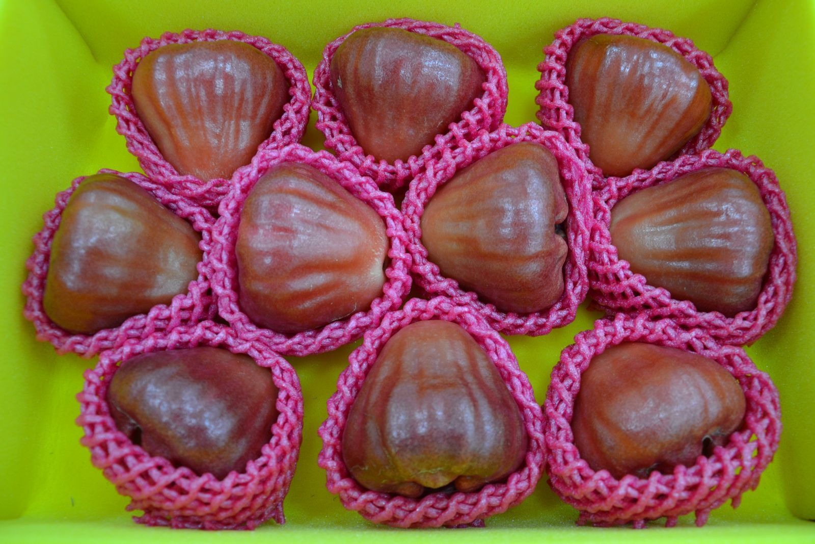 黃國洋的冠軍蓮霧外觀亮麗、口感細緻，獲得評審高分評價。