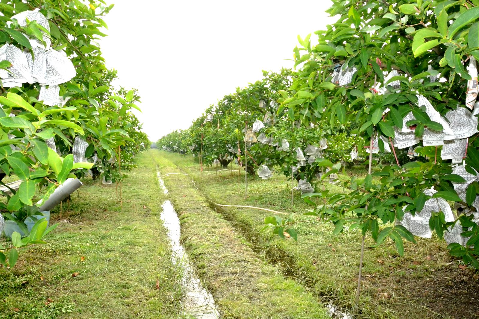 黃國洋的「ㄚ良蓮霧園」草生栽培、生意盎然