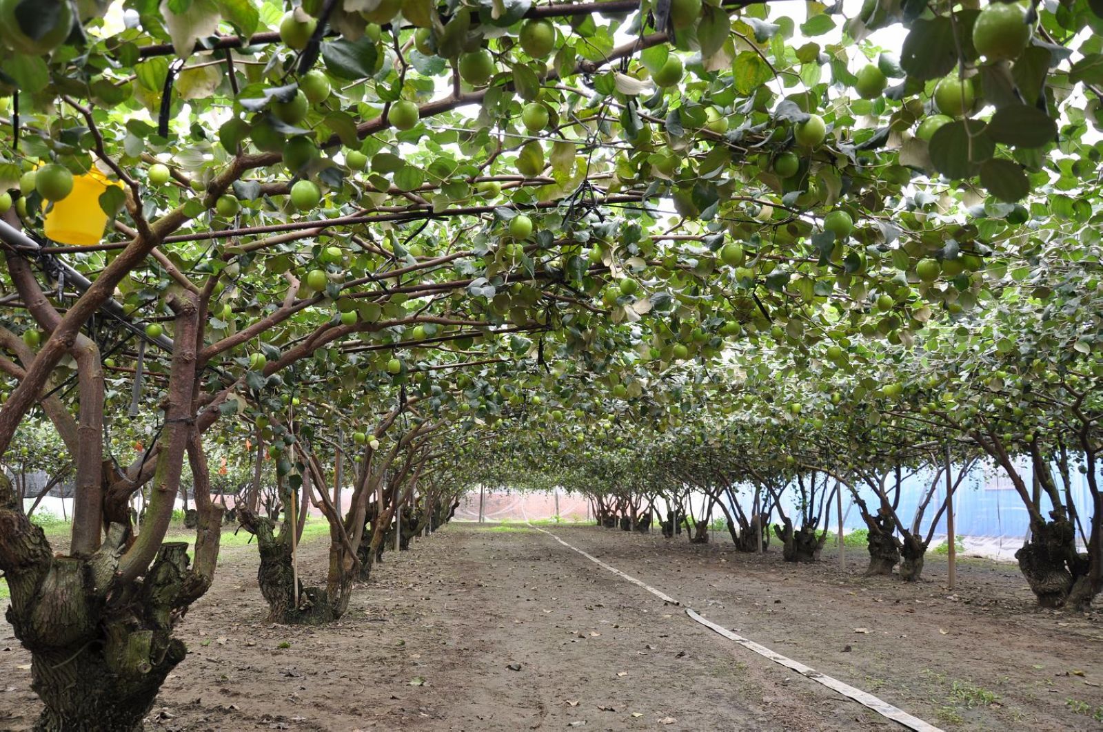 蜜棗冠軍蘇文財的果園樹勢健旺