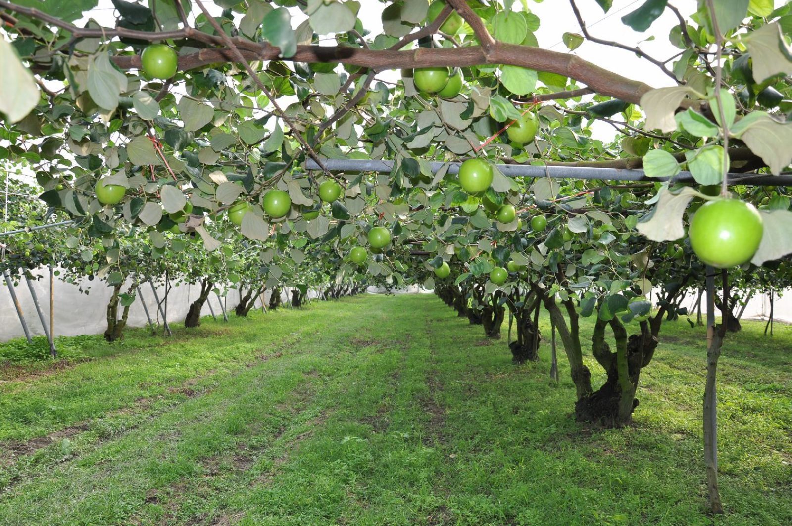 蜜棗季軍─吳楊月琴的果園優美如公園