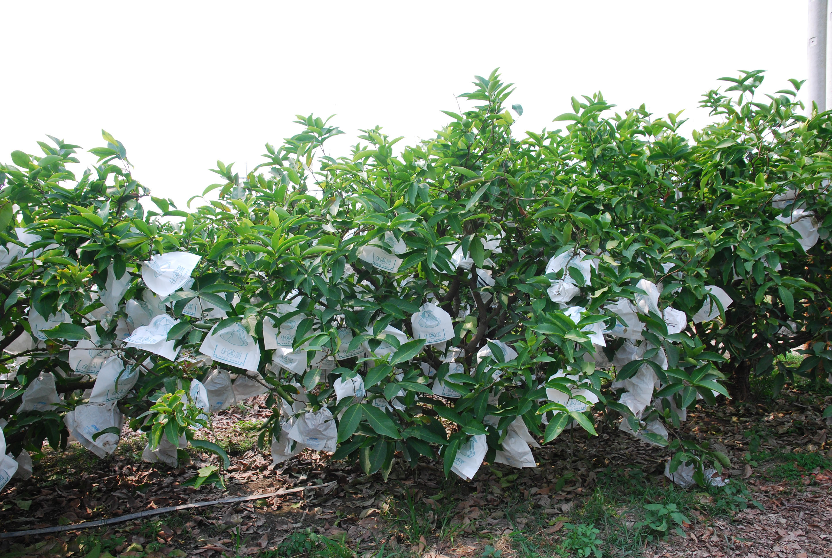 楊基君農友的紅寶石蓮霧植株生長穩定、結實纍纍。