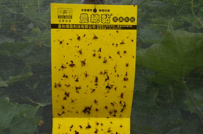 農民慣用黃色黏板誘殺瓜實蠅情形
