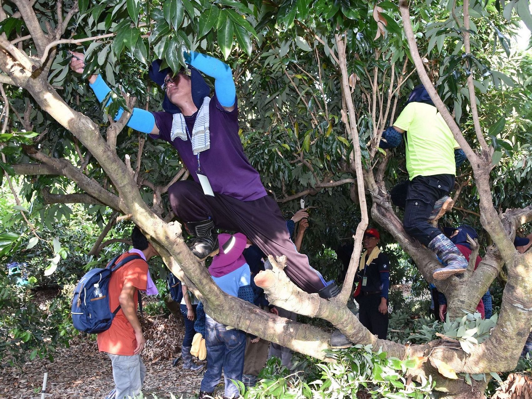 荔枝農場整枝修剪技術實務操作