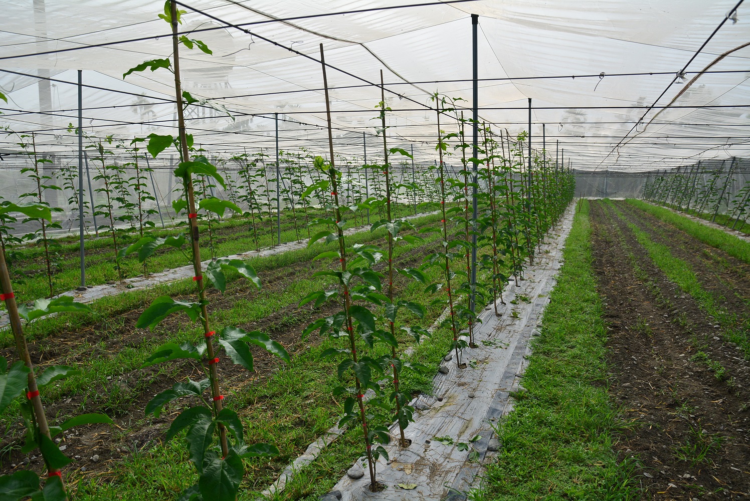 高屏地區少雨氣候配合溫網室栽培可大幅降低病蟲害發生