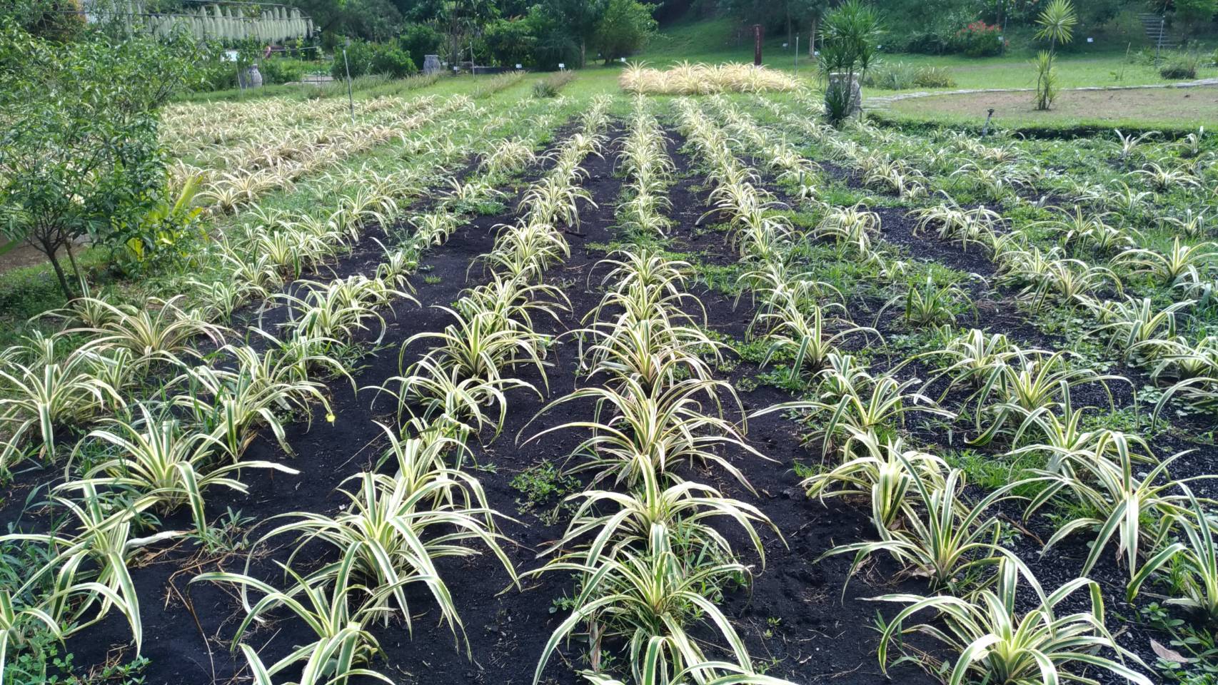 圖1. 生物炭敷蓋有效抑制鳳梨田區雜草生長，並補充作物營養。