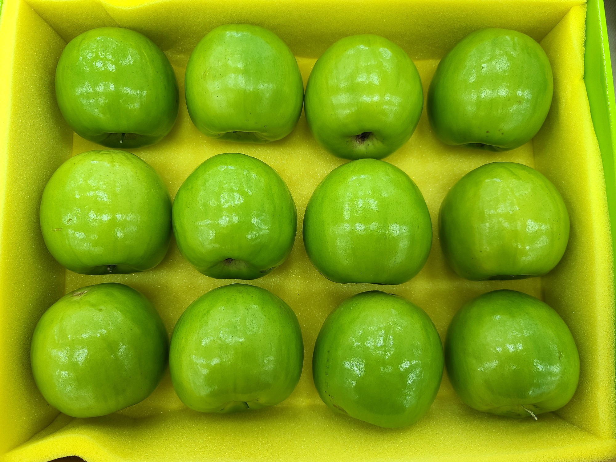 蘇信誠的冠軍蜜棗為高雄12號-珍愛，果型碩大、外觀翠綠