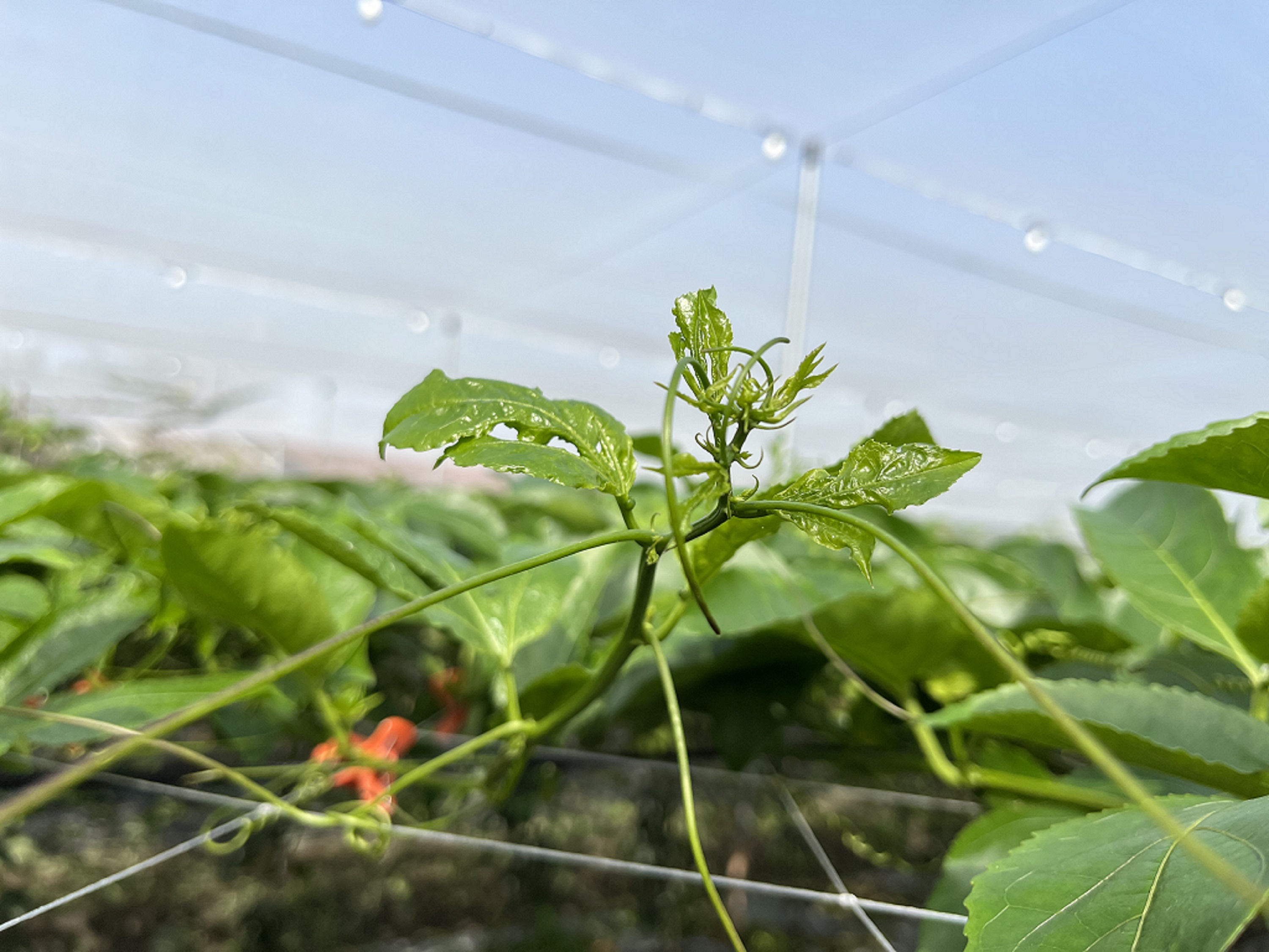 薊馬類及細蟎類害蟲造成新葉皺縮變形，無法正常展開