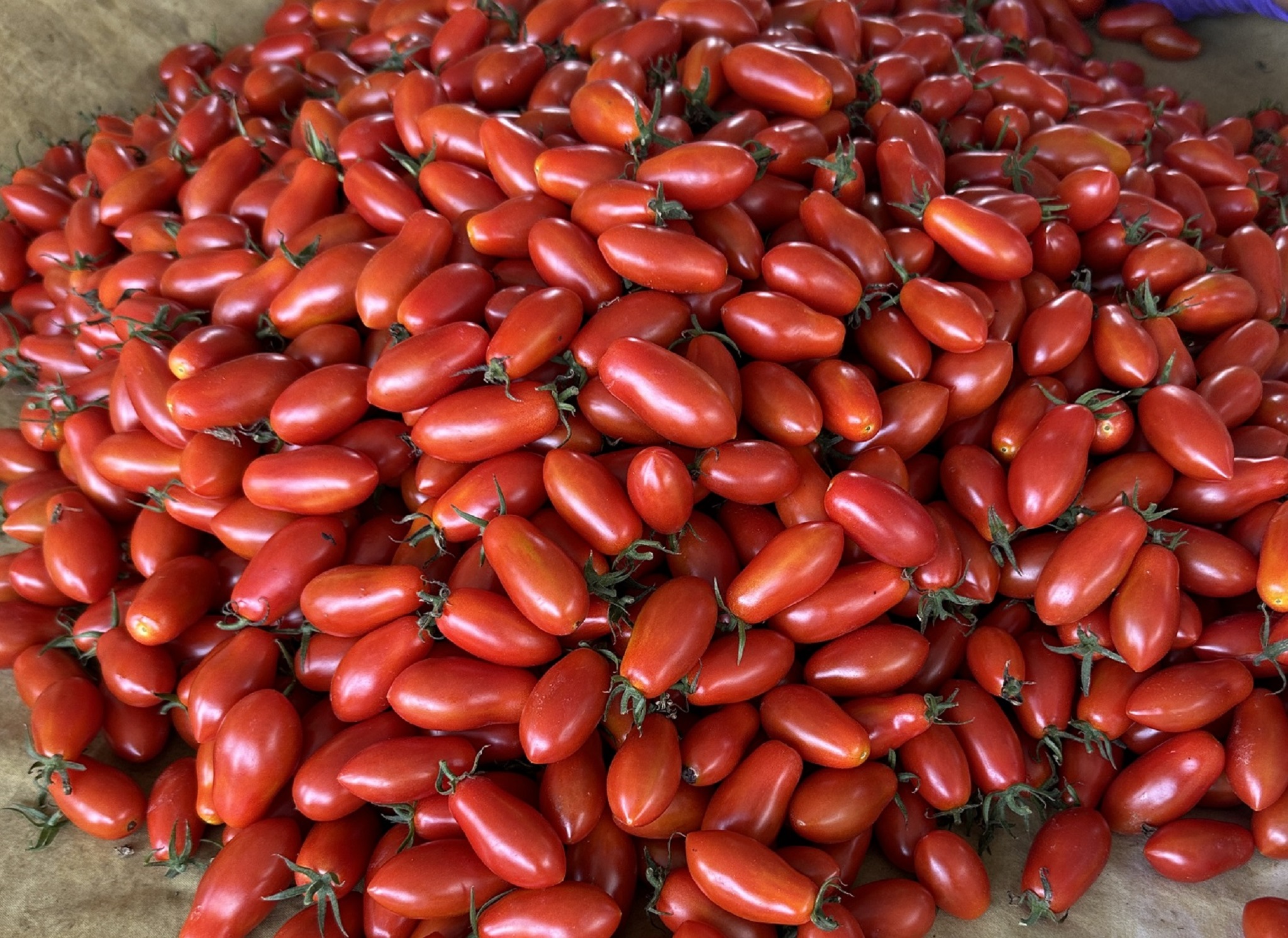 採收期的小番茄鮮嫩欲滴，品質好風味佳，又符合消費者食用安心的期待。