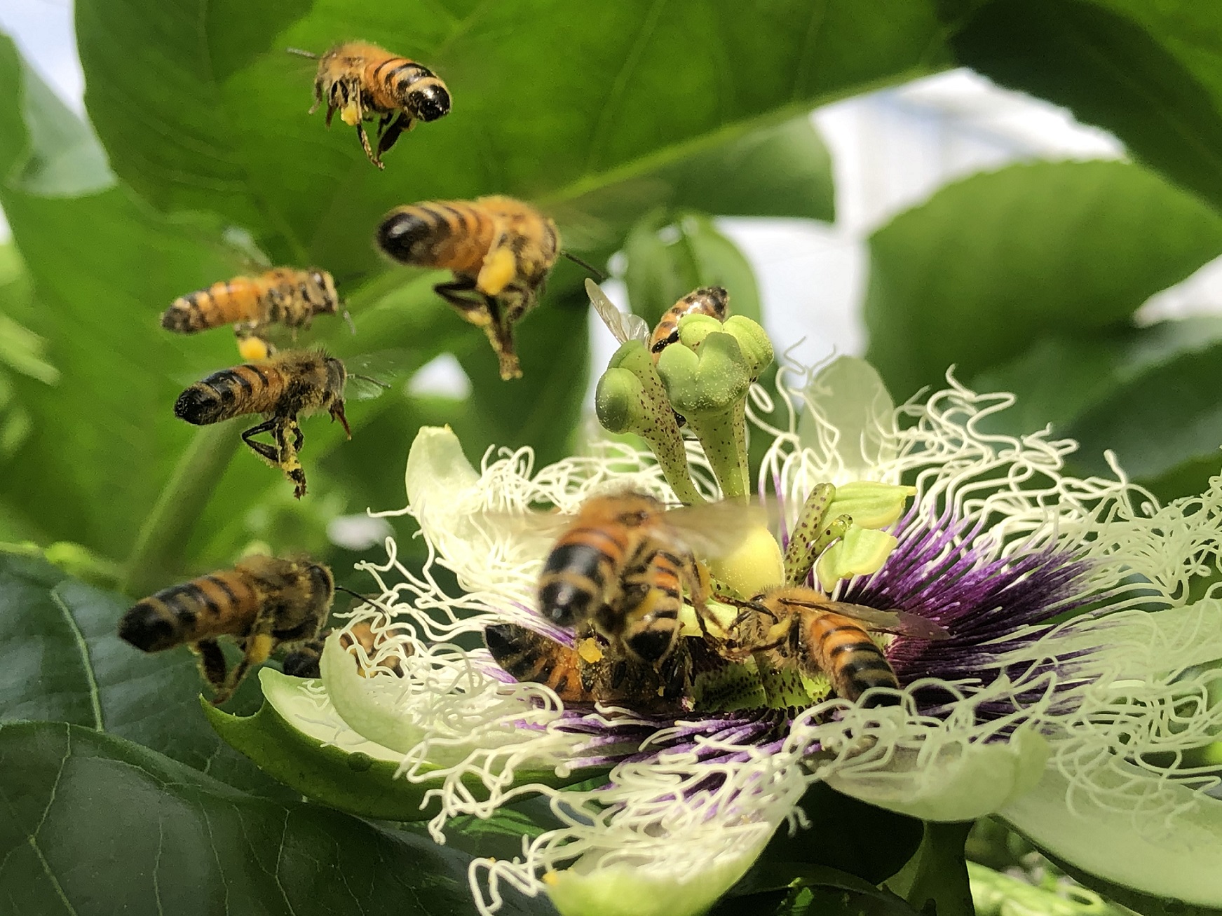 網室內百香果仰賴蜜蜂協助授粉