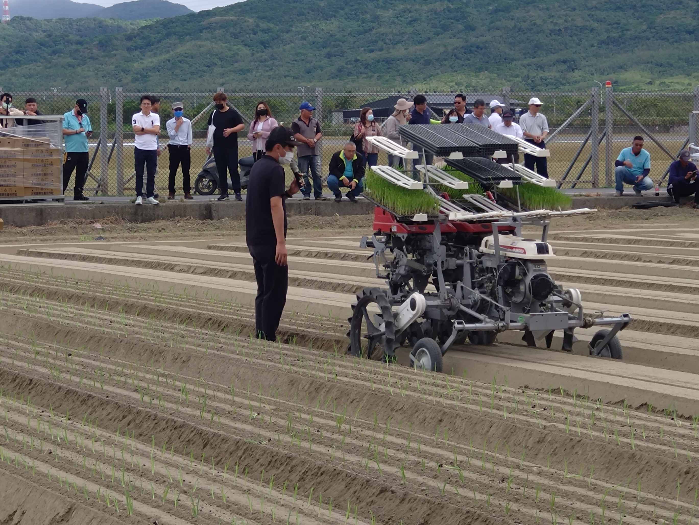 洋蔥移植機作業情形