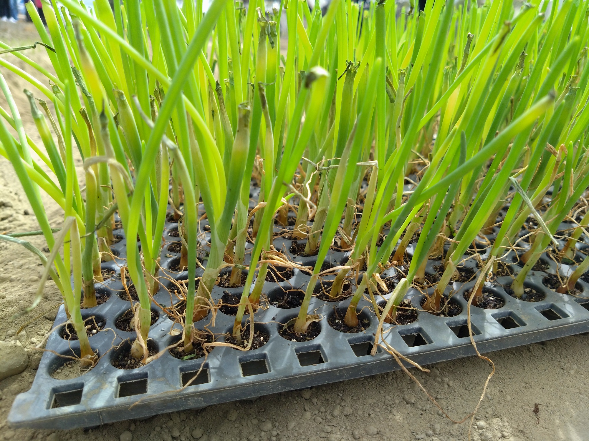 洋蔥移植機專用穴盤苗 洋蔥移植機專用穴盤苗