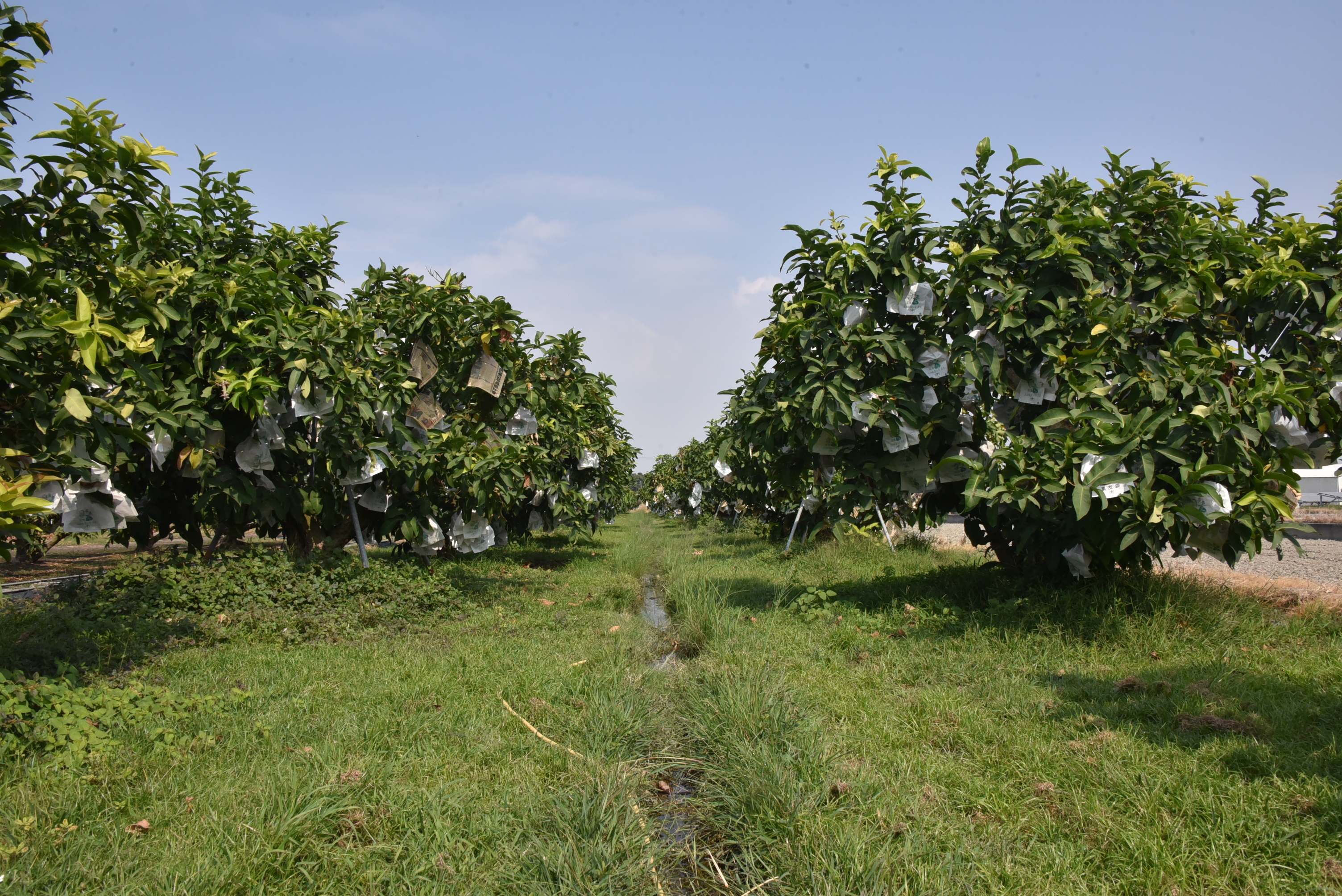 黃國霖的冠軍蓮霧園,綠草如茵。 黃國霖的冠軍蓮霧園,綠草如茵。
