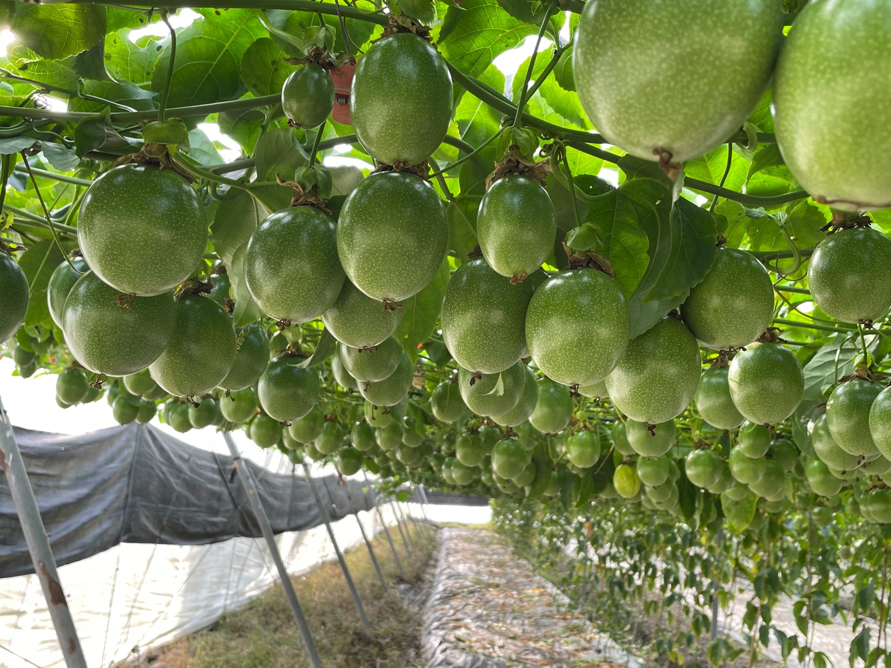 張莉美的果園理蔓得宜，果園採光及通風良好，結實纍纍