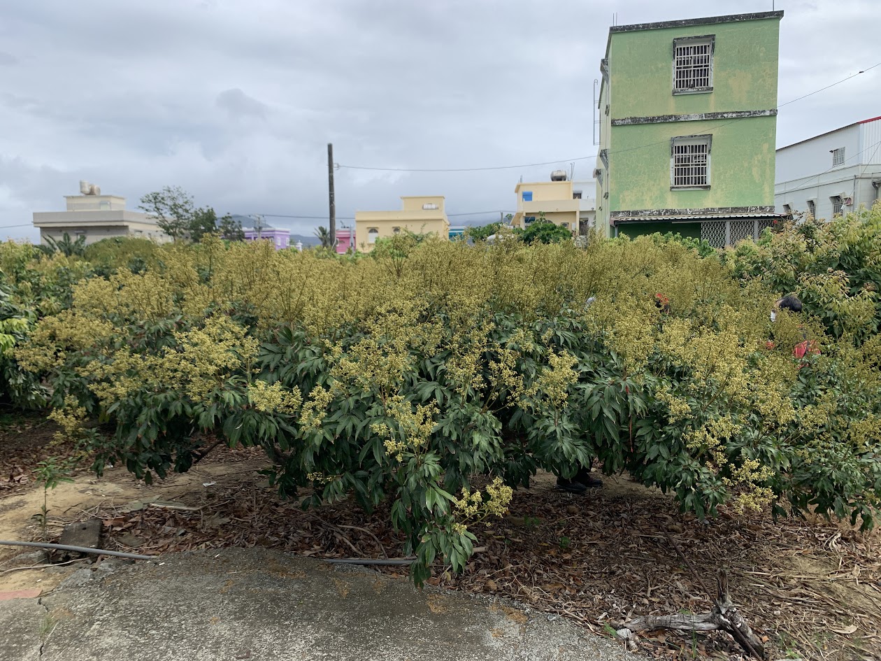 圖1. 掌握玉荷包荔枝穩產技術得以每年穩定開花