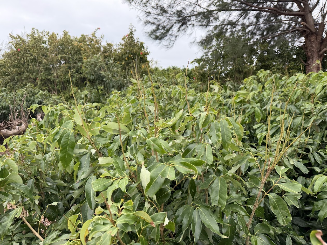 圖4. 秋冬季如萌發新梢需去除嫩葉