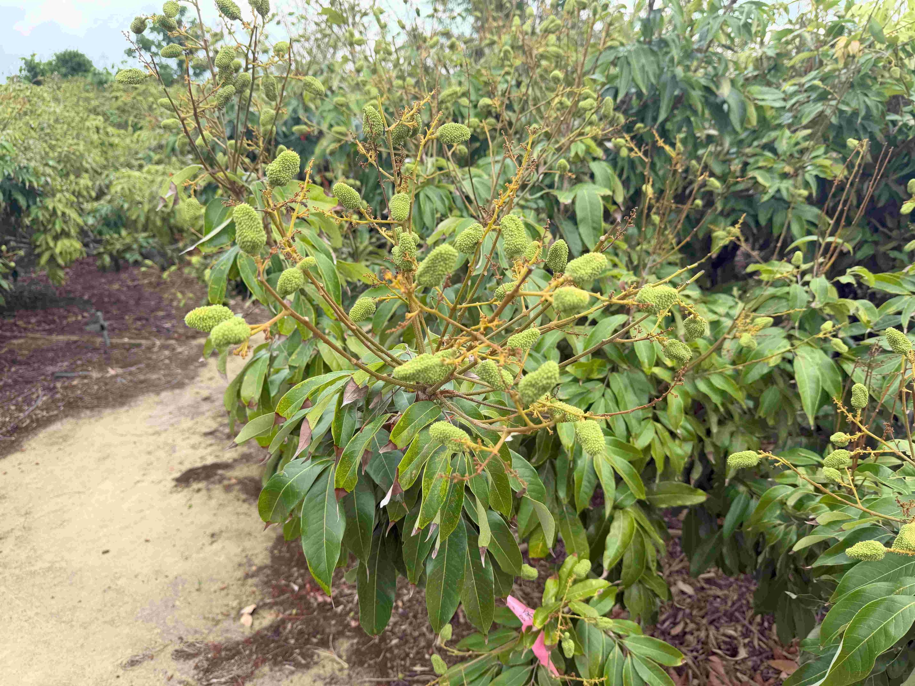 圖2.透過導入蜜蜂授粉能有效提升著果數