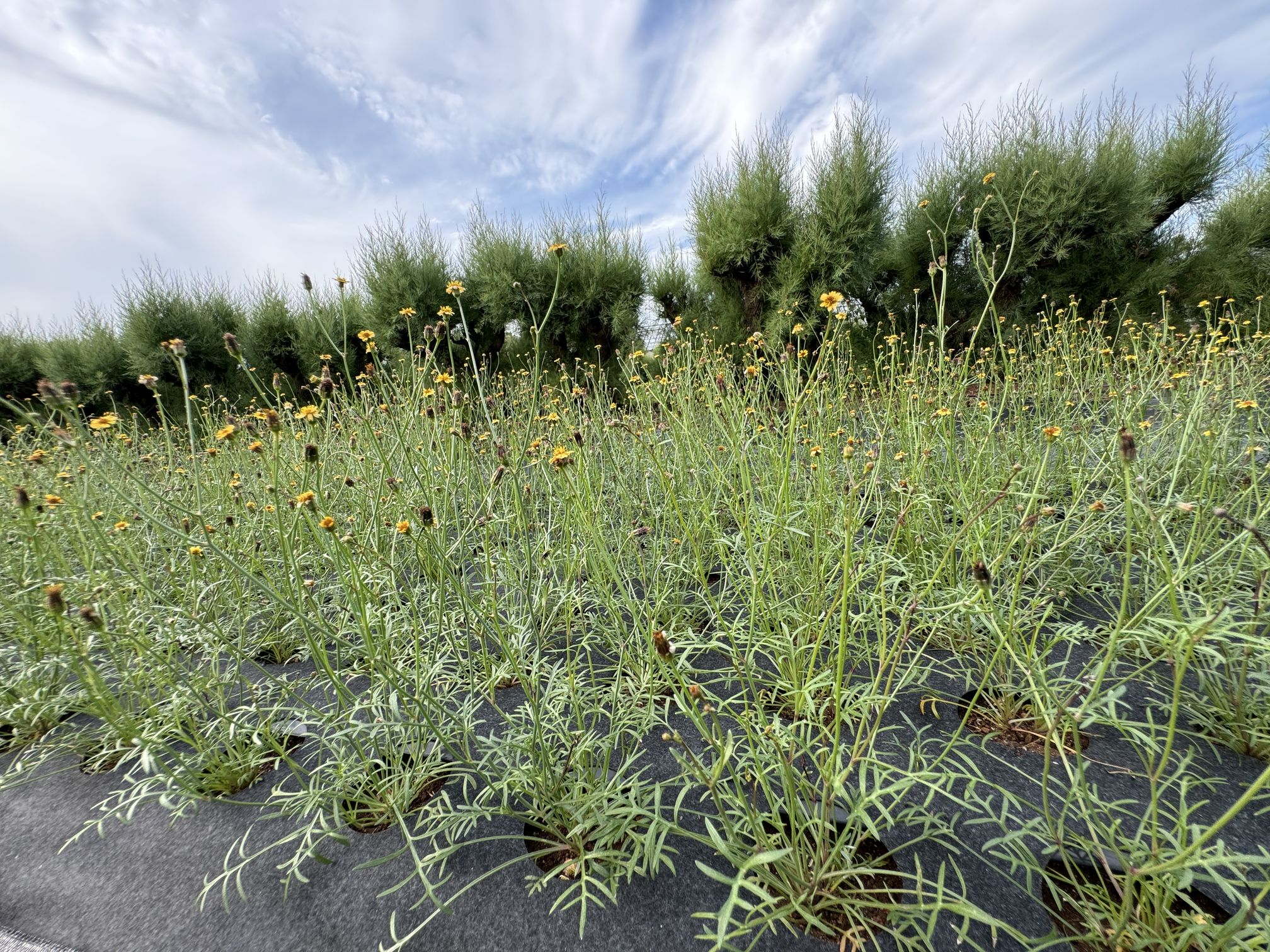 圖一、田間種植之香茹(風茹)植株