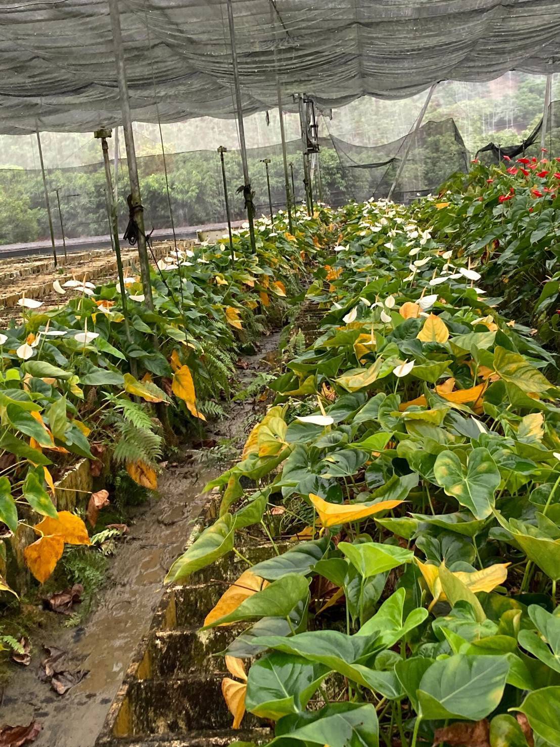 火鶴花15度以下低溫可能造成葉片寒害黃化，應加強設施保溫。