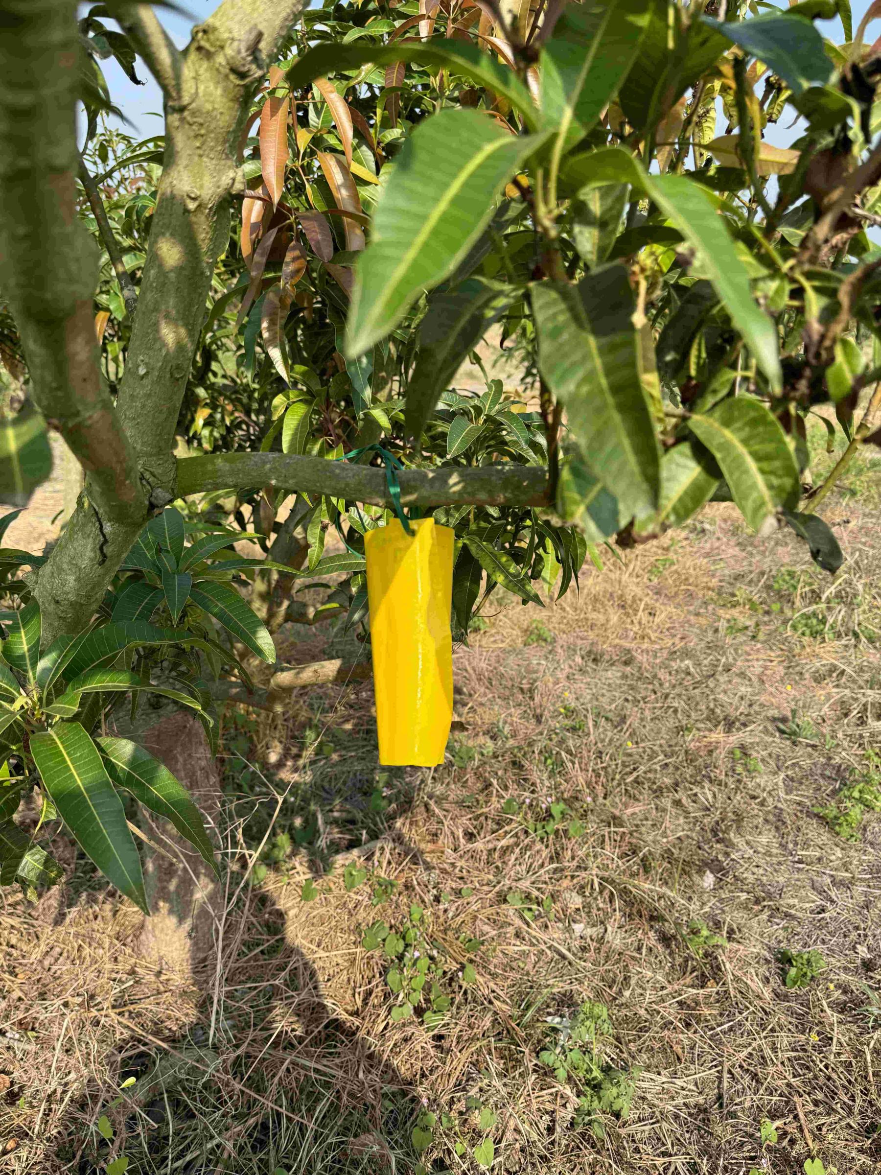 利用黃色黏板偵測及誘殺薊馬