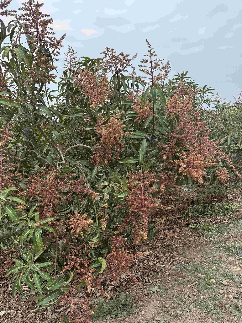 屏東枋寮及枋山檬果產區正值盛花期