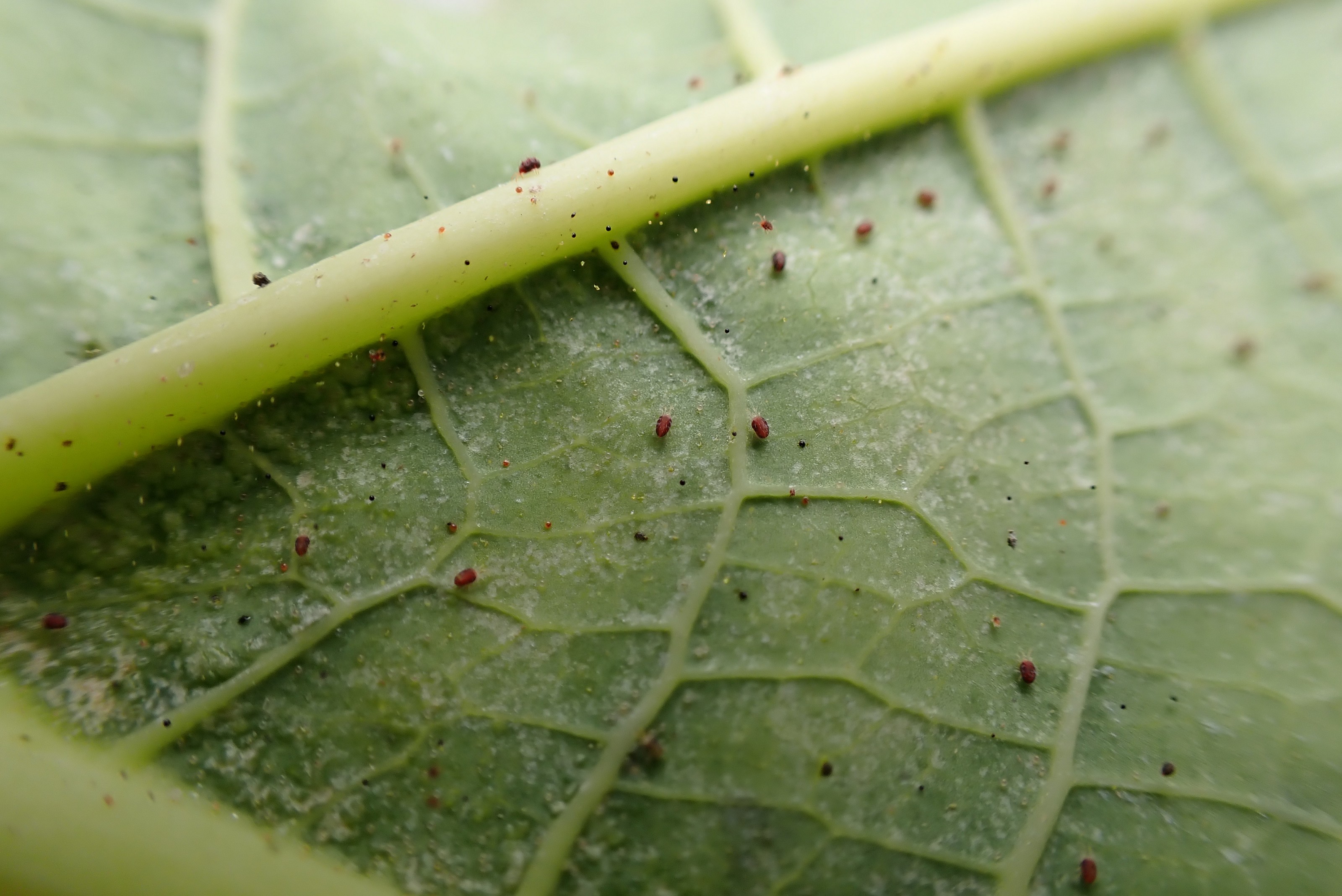喜棲息於木瓜葉背的紅蜘蛛