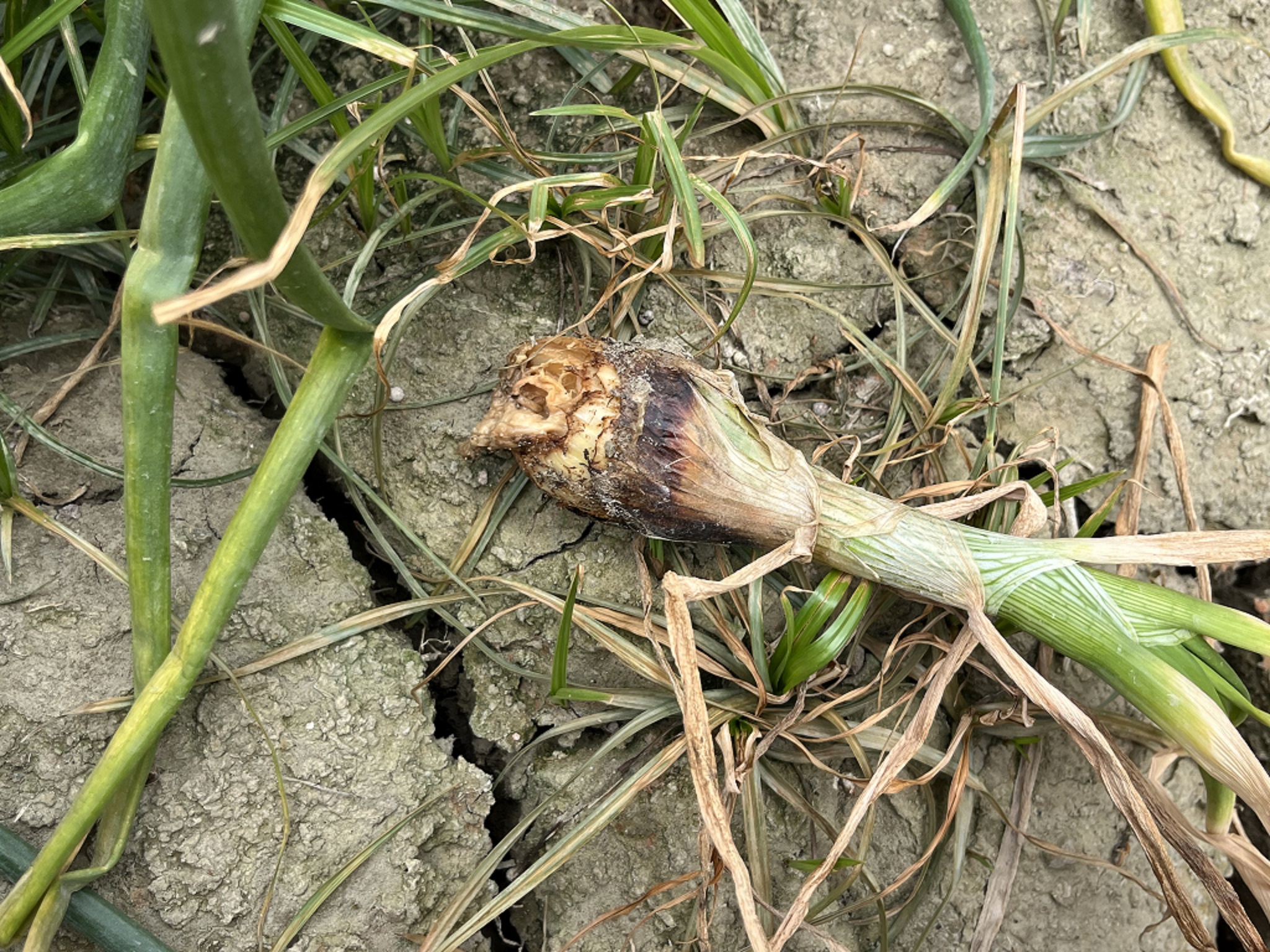 軟腐病罹病部位常呈現腐爛